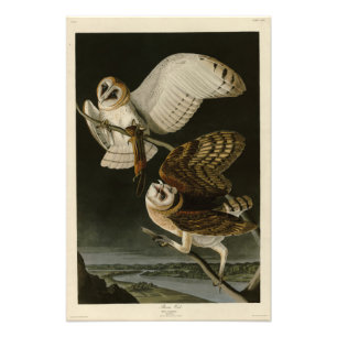 Impression Photo Barn Owl (Tyto alba) Audubon's Birds of America