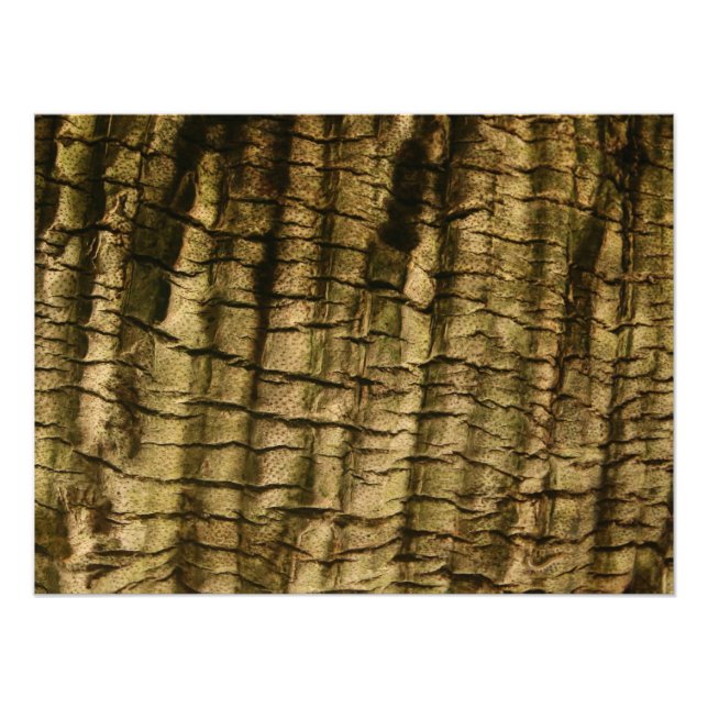 Impression Photo Barre de palmiers (Devant)