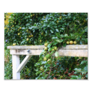Impression Photo Bartlett Pears On Tree Orton Art 8x10