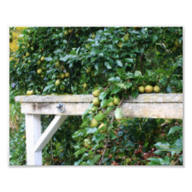Impression Photo Bartlett Pears On Tree Orton Art 8x10 (Devant)