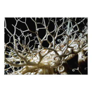 Impression Photo Basket Star (Gorgonocephalus eucnemis)