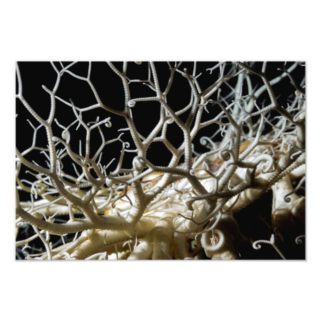 Impression Photo Basket Star (Gorgonocephalus eucnemis) (Devant)