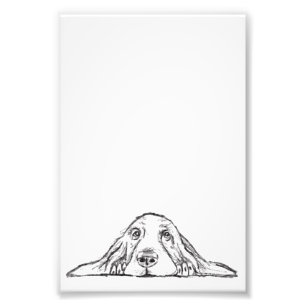 Impression Photo basset blanc