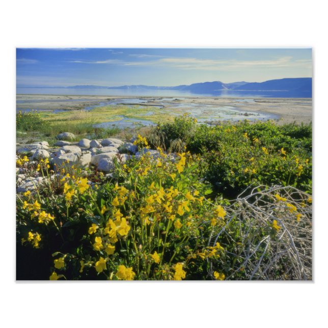 Impression Photo BEAR LAKE, UT, US, fleur de singe et algues, (Devant)
