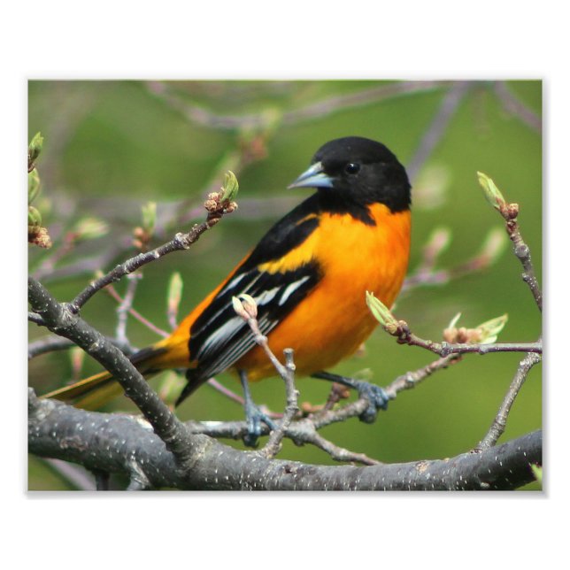 Impression Photo Beau Baltimore Oriole (Devant)