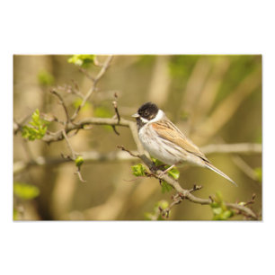 Impression Photo Beau Bunting de roseaux mâles