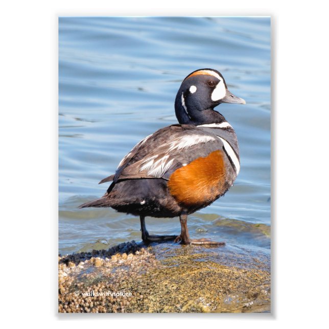 Impression Photo Beau canard arlequin sur le rocher (Devant)