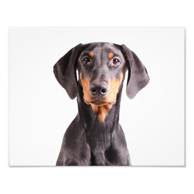 Impression Photo Beau doberman pinscher (Devant)