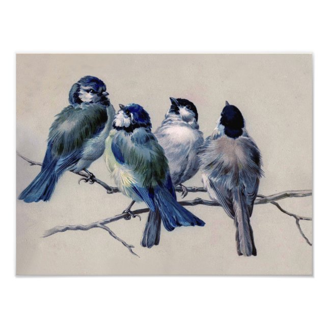 Impression Photo Beau Dusty Blue Grey Birds sur une branche (Devant)
