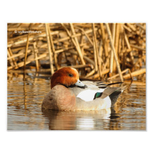 Impression Photo Beau étranger en ville Eurasian Wigeon