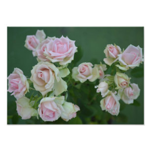 Impression Photo Beau jardin rose clair roses