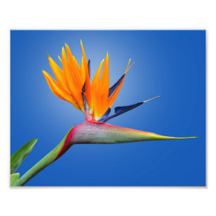 Impression Photo Beau Oiseau de Paradise Strelitzia Flower