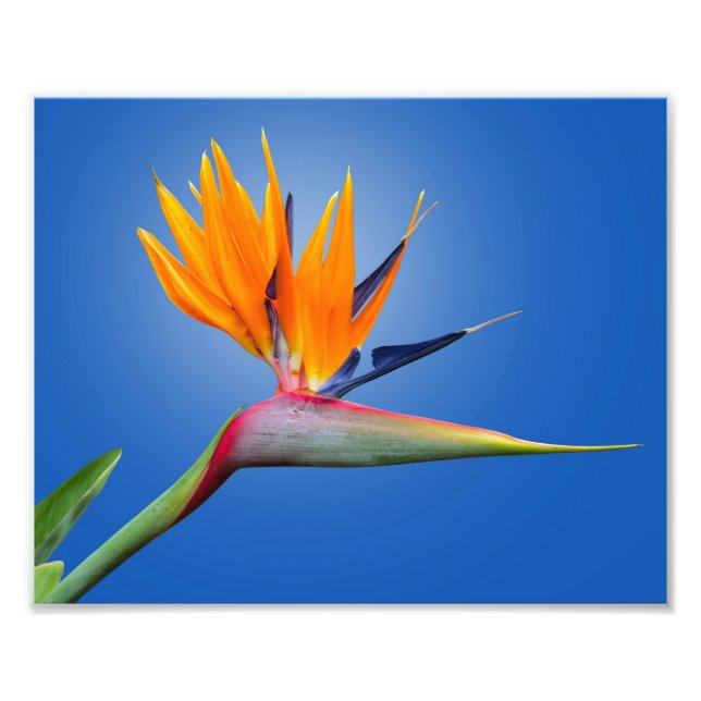 Impression Photo Beau Oiseau de Paradise Strelitzia Flower (Devant)