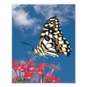 Impression Photo Beau Papillon