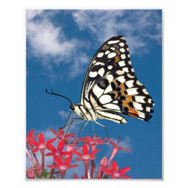 Impression Photo Beau Papillon (Devant)