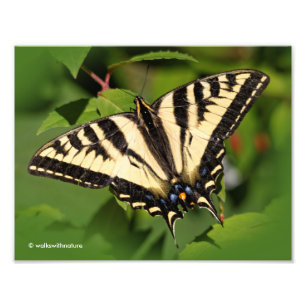 Impression Photo Beau papillon de l'Ouest de Tigre Swallowtail