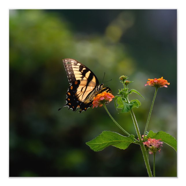 Impression Photo Beau papillon Swallowtail (Devant)