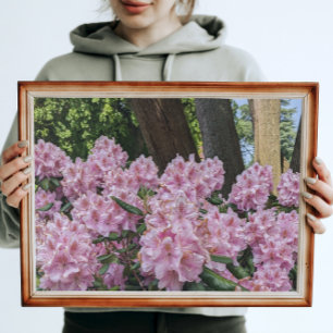 Impression Photo Beau Rhododendron Rose Floral