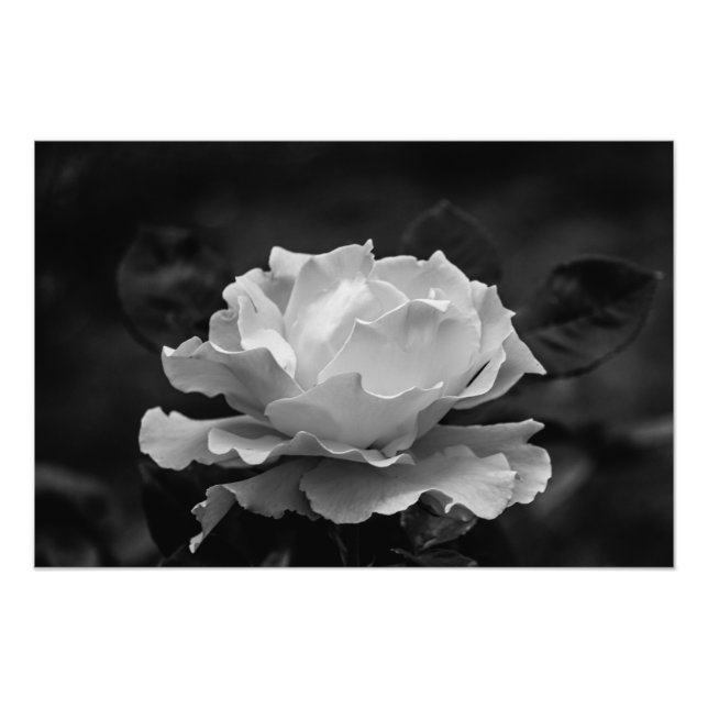 Impression Photo Beau Rose en Fleur Noir et Blanc (Devant)