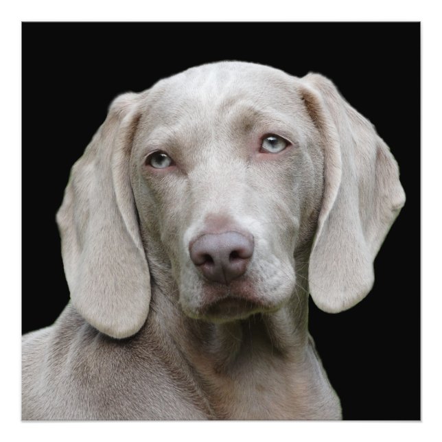 Impression Photo Beau Weimaraner chasse chien (Devant)