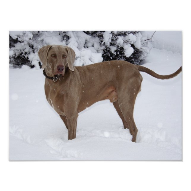 Impression Photo Beau Weimaraner dans la neige (Devant)