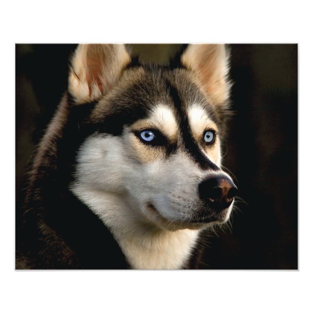 Impression Photo Beautiful Husky Throw Pillow (Devant)