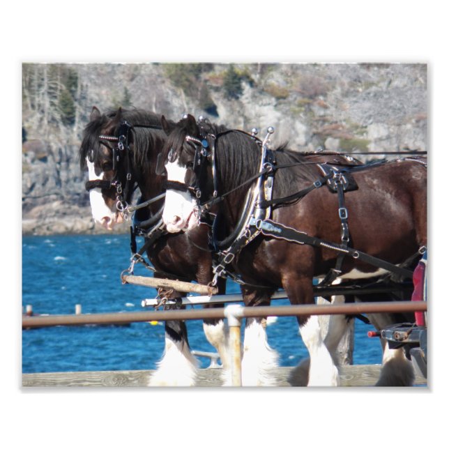 Impression Photo Beaux chevaux de trait belges attelés (Devant)