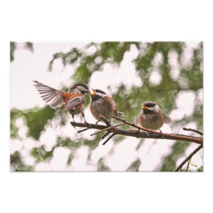 Impression Photo Bébé chickadees et mère oiseau