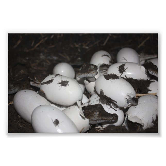 Impression Photo Bébé crocodiles (Devant)