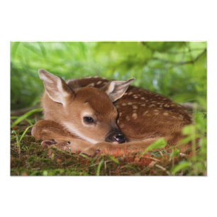Impression Photo Bébé de cerfs à queue blanche, Kentucky, âgé de de