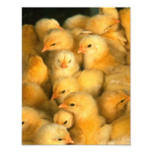 Impression Photo Bébé Jaune Chicks