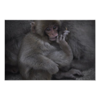 Impression Photo Bébé Macaque, Macaco Bebe