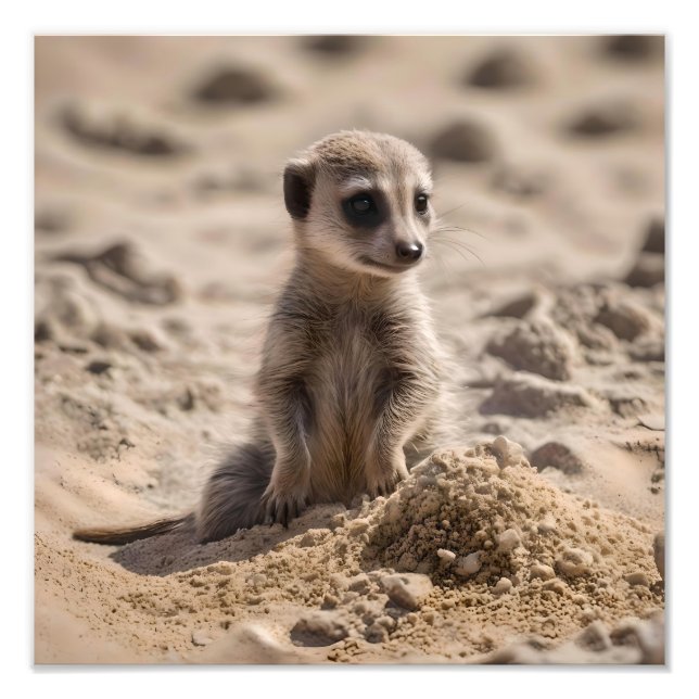 Impression Photo Bébé Meerkat Jouant Dans Le Sable, (Devant)