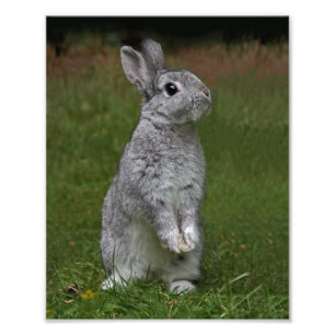 Impression Photo Bébé mignon Lapin Imprimer