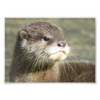Impression Photo Bébé mignon Otter