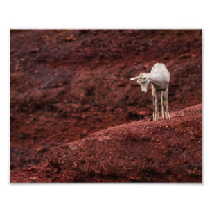 Impression Photo Bébé mouton sur rochers rouges