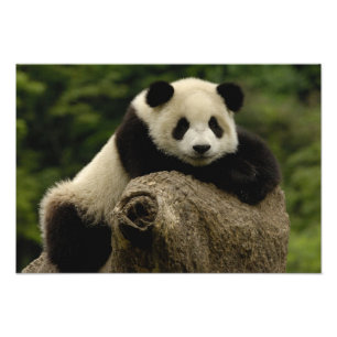 Impression Photo Bébé panda géant (Ailuropoda melanoleuca)