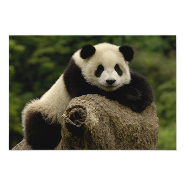 Impression Photo Bébé panda géant (Ailuropoda melanoleuca) (Devant)
