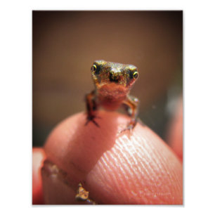 Impression Photo Bébé Toad / Tadpole