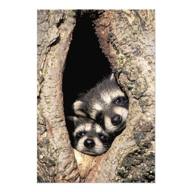 Impression Photo Bébés ratons laveurs dans la cavité d'un arbre Pro (Devant)