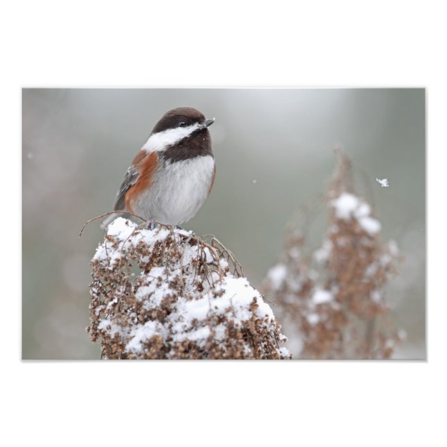 Impression Photo Bécasseau de châtaignes dans la neige (Devant)