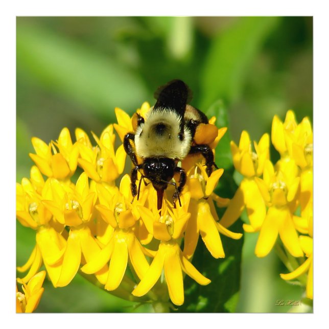 Impression Photo Bee Feasting on Butterfly Weed Wildflowers (Devant)