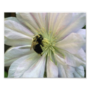 Impression Photo Bee On White Clematis Flower 8x10 Nature