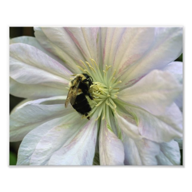 Impression Photo Bee On White Clematis Flower 8x10 Nature (Devant)