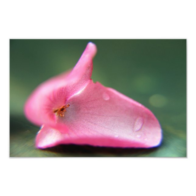 Impression Photo Begonia Petal (Devant)