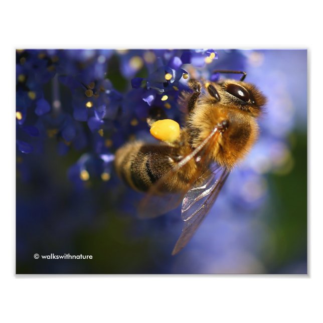 Impression Photo Belle abeille de miel sur la Californie Lilac (Devant)