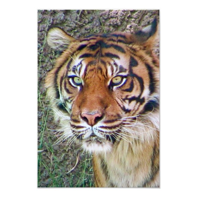 Impression Photo Belle affiche de tigre ! (Devant)