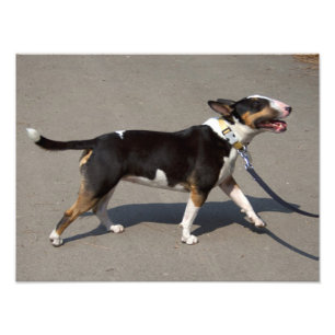 Impression Photo Belle Bullterrier Tricolore