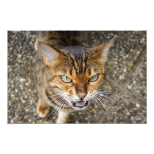 Impression Photo Belle Chat Bengale