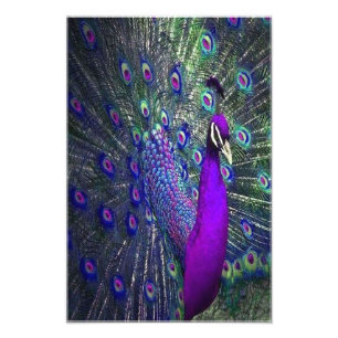 Impression Photo Belle couleur violet plumes Peacock Bird